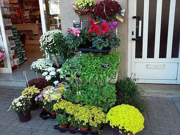 Flors i plantes 